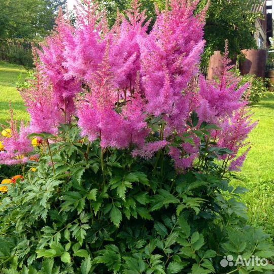 Астильба Арендса Глория Пурпуреа