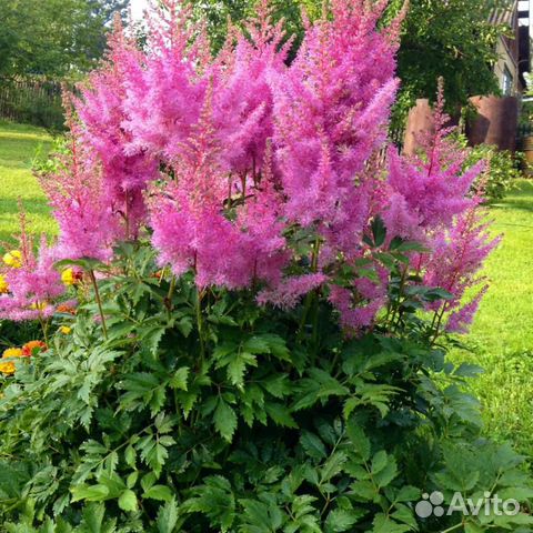 Астильба Арендса Глория Пурпуреа