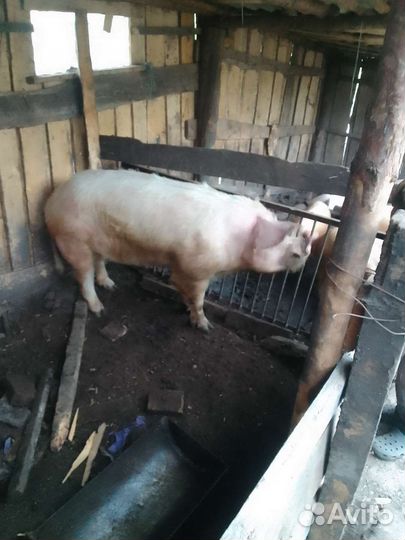 Продам хряка на племя