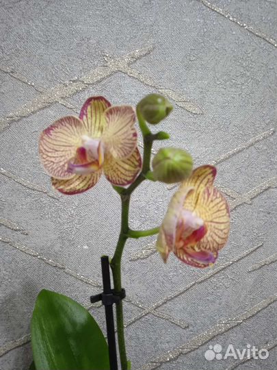 Орхидея фаленопсис