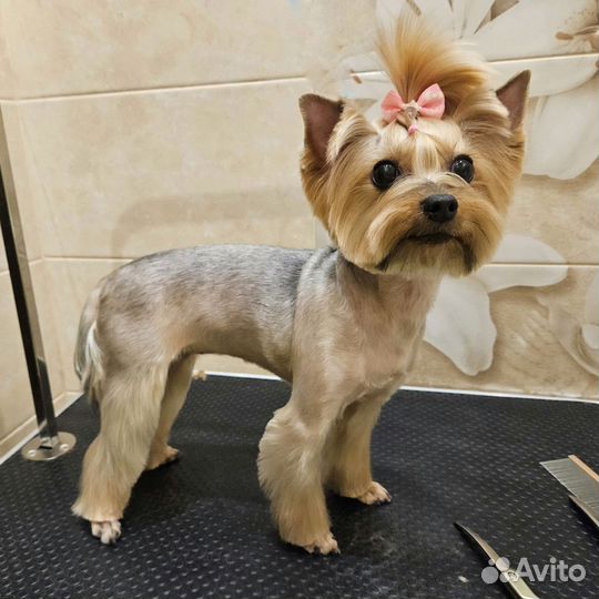 Груминг, стрижка собак и кошек