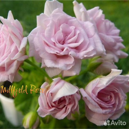 Пеларгония зональная