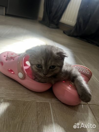 Шотландская вислоухая кошка бесплатно