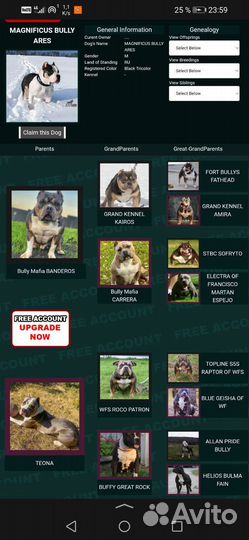 Американский булли вязка