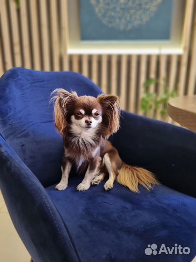 Вязка кобель чихуахуа мини