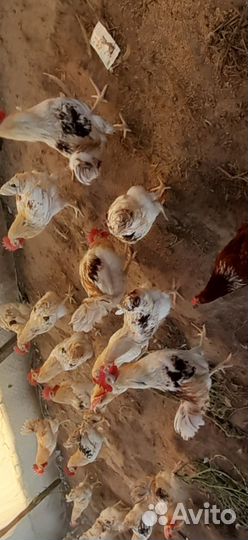 Петухи домашние на мясо