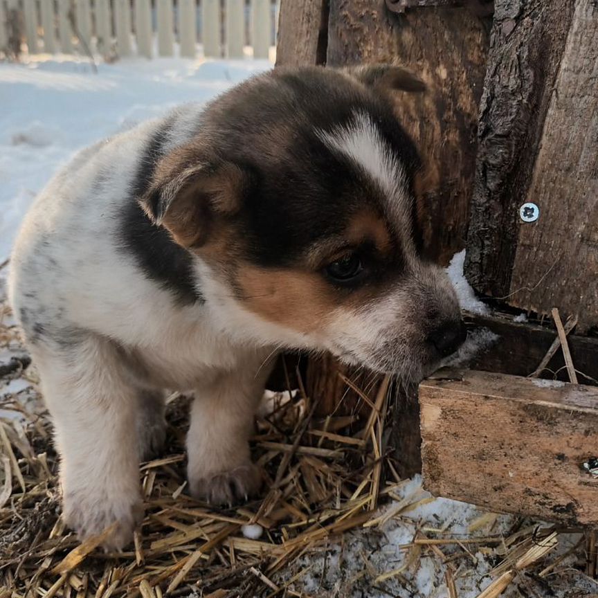 Щенок в добрые руки