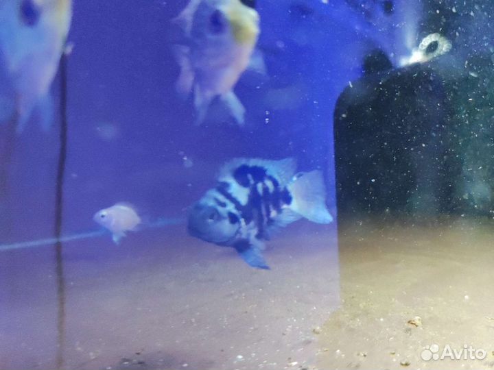 Попугайчик тигровый сапфировый Аквариумные рыбки