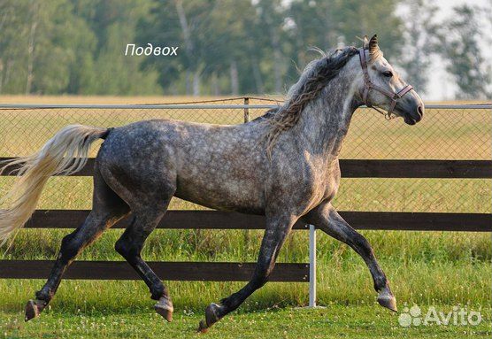 Орловский рысак