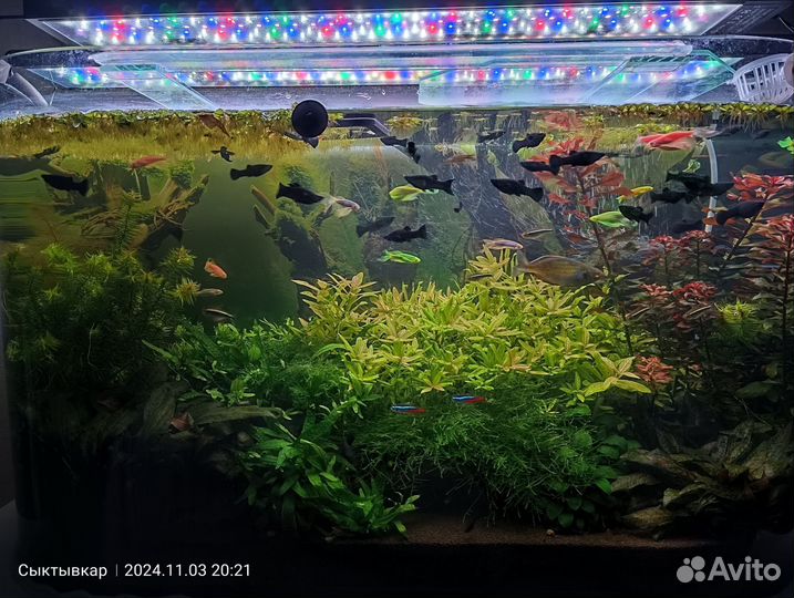 Рыбки моллинезии