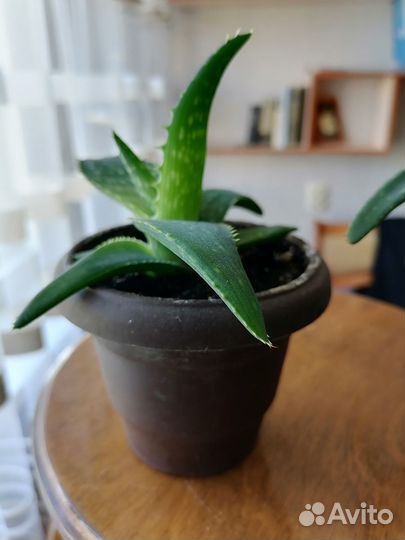 Алоэ вера растение