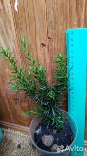 Тисс ягодный уличный