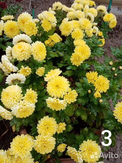 Хризантемы мультифлора