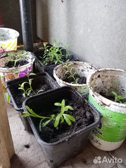 Лаванда саженцы