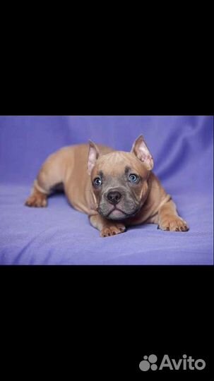 Американский булли покет