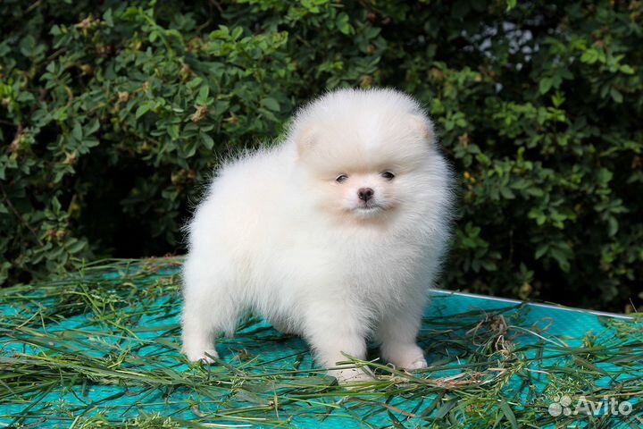 Щенок Померанский шпиц девочка медвежонок