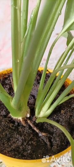 Спатифиллум