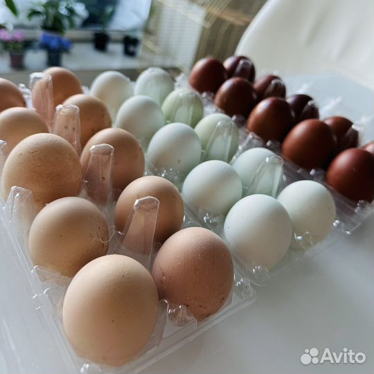 Инкубационное яйцо кур