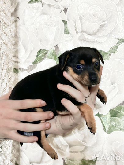 Щенки мелких пород