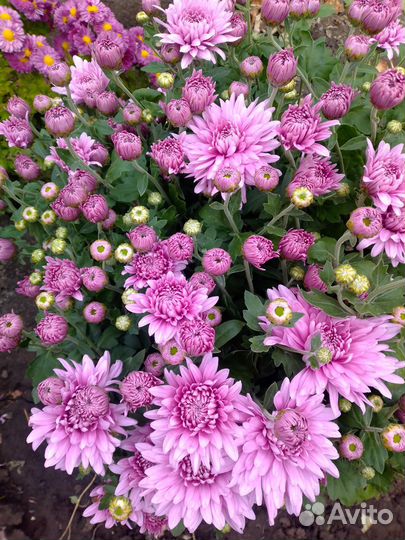 Хризантема