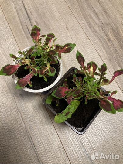 Колеусы вегетативные