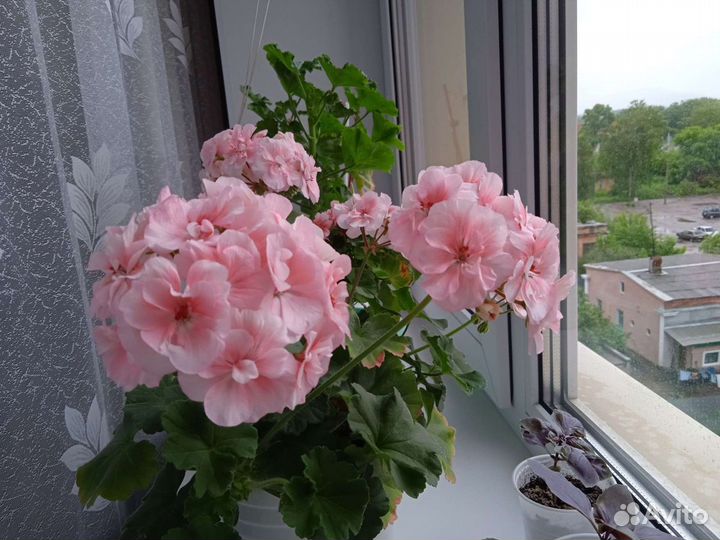 Пеларгония герань