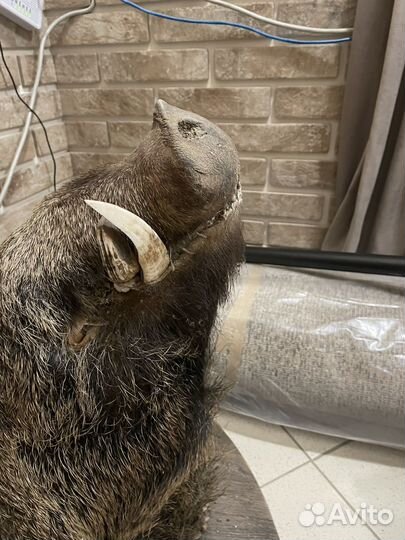 Чучело головы кабана