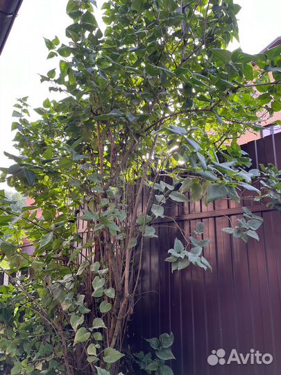 Сирень махровая (побеги)