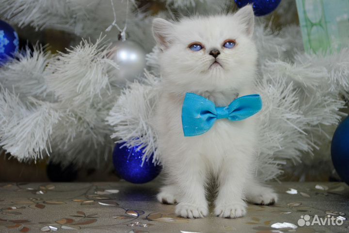 Британские котята Девочка голубое золото