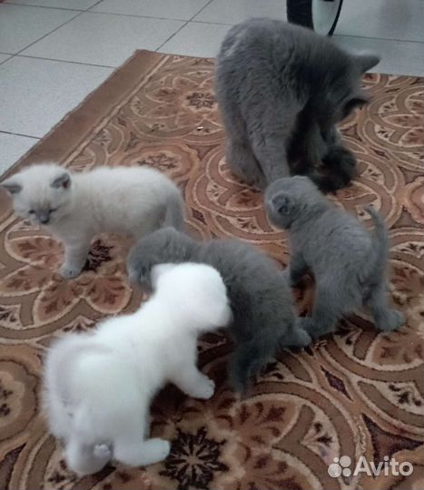 Британские котята