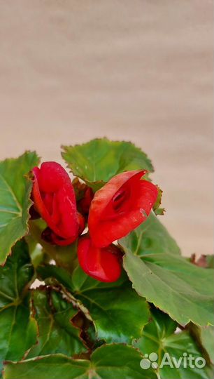 Бегония комнатная Элатиор