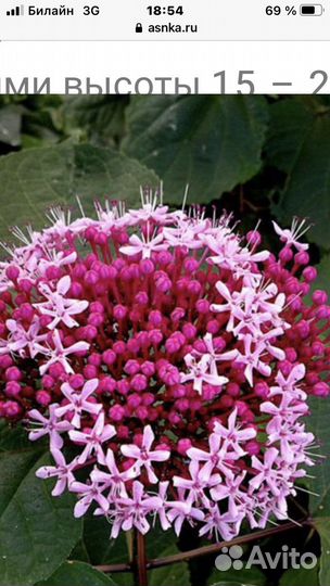 Клеродендрум Брунгле