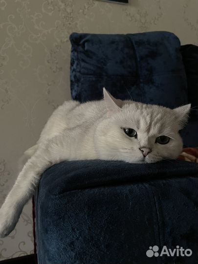 Британский кот вязка