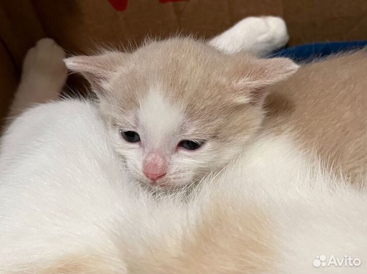 Котёнок бесплатно