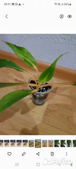 Хлорофитумы хохлатый, оранж, бонни