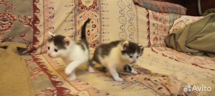 Кошки в добрые руки бесплатно