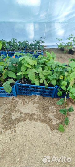 Рассада Малины и Ежевики