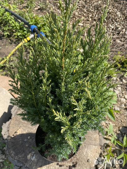 Можжевельник китайский Стрикта Juniperus Stricta