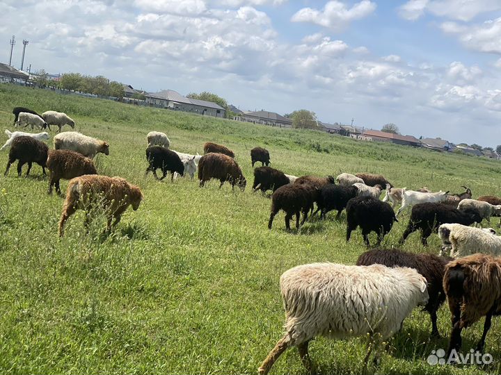 Ягнята баранчики