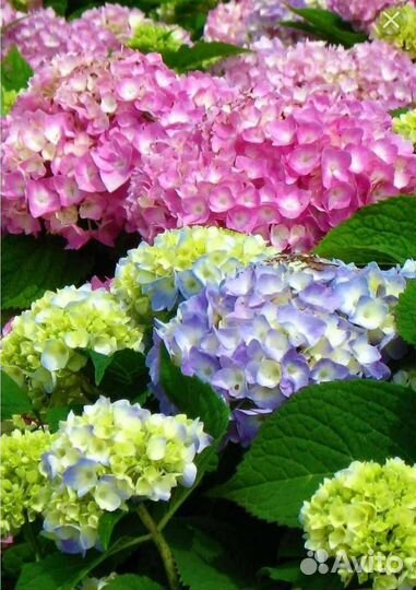 Гортензия и много разных растений и чайных