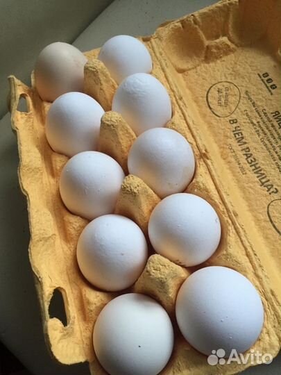 Инкубационное яйцо кур