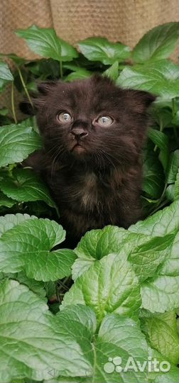 Вислоухий кот