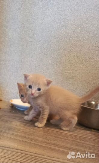 Кошки в добрые руки бесплатно