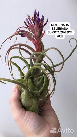 Тилландсия атмосферная растения без грунта