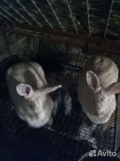 Кролик белый панон