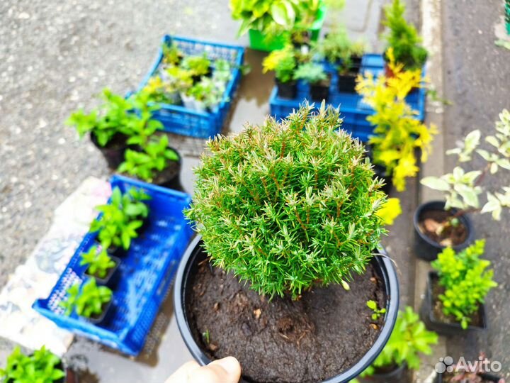 Можжевельник