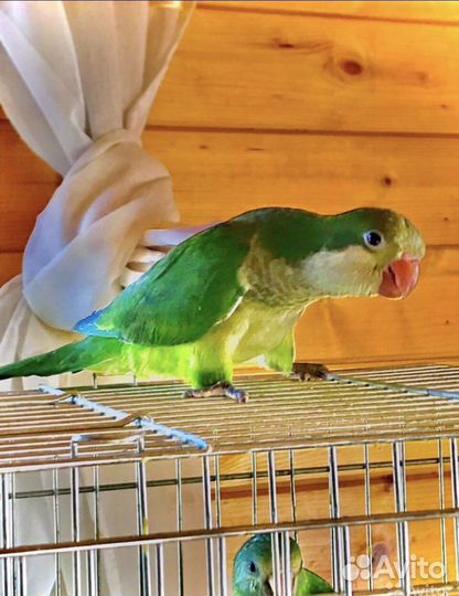 Калита монах птенцы выкормыши