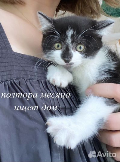 Котенок девочка