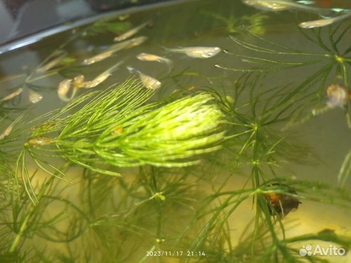 Рыба гуппи