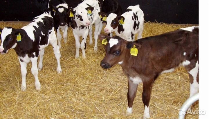 Бычки телята